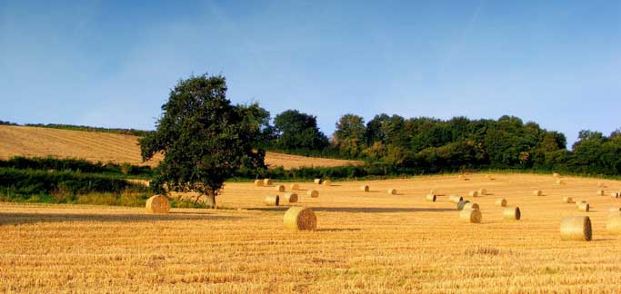 La Regione finanzia altri 109 progetti per imprese agricole