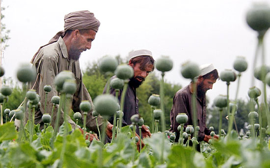 Contro le droghe e l'oppio in Afghanistan, anche la Regione farà la sua parte
