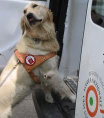 Scuola Nazionale Cani Guida per Ciechi, si cercano affidatari per nuovi cuccioli