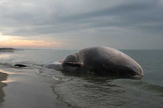 Balena spiaggiata morta per infezione da morbillo