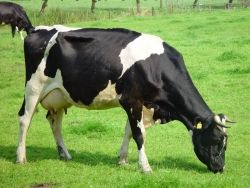 Agricoltura, come produrre con meno CO2 e avere etichette trasparenti per i consumatori