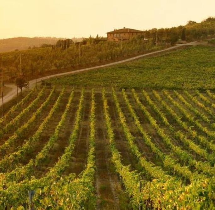 Vigneti, Salvadori: 'No a liberalizzazione reimpianti, Toscana perderebbe tipicità'