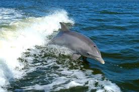 Il Santuario dei cetacei e il Progetto Gionha