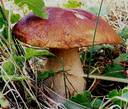 Autunno, tempo di funghi e fungaioli: le regole