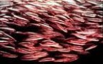 Pesca al rossetto, Salvadori: 'La stagione di pesca in Toscana è salva'