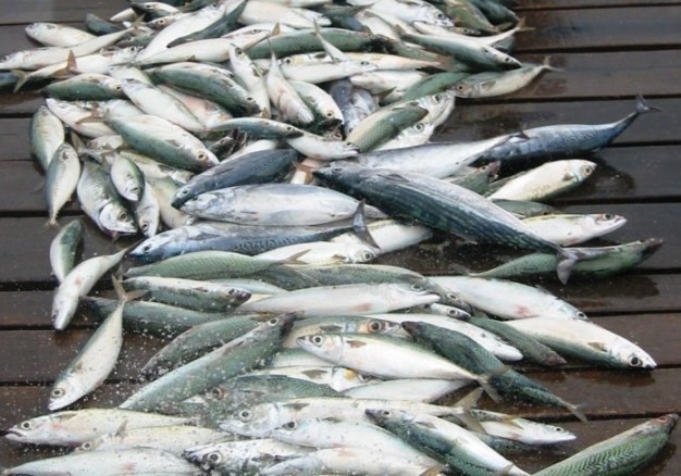 Pesce 'dimenticato', Salvadori: 'impegno della Regione per valorizzare prodotto toscano'