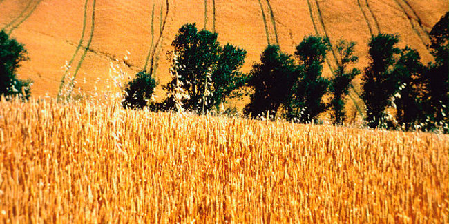 Agricoltura, 250 milioni di euro erogati in Toscana nel 2021