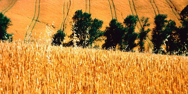 Economia rurale, al via bando da 4,8 milioni per progetti di rigenerazione