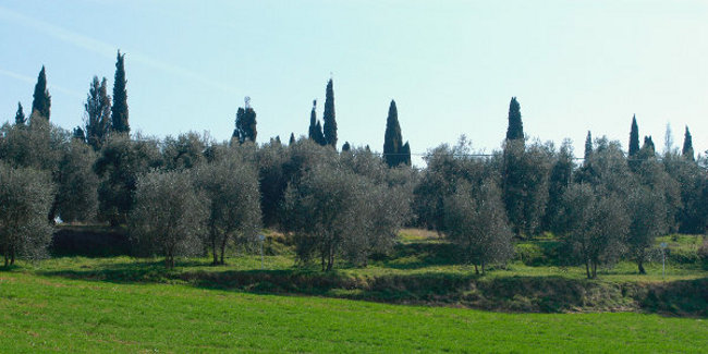Ruralità e produzioni agricole: bando da 300mila euro per la Toscana diffusa 