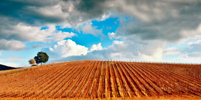 Formazione imprenditori agricoli, approvata graduatoria dei progetti...