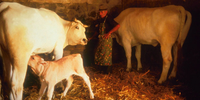 Zootecnia, più che triplicate le risorse per l’acquisto di animali riproduttori