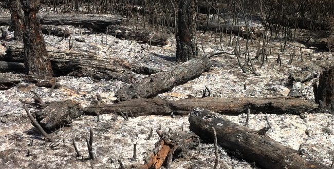 Incendi, Salvadori: 'Regione conferma impegni per bonifica e sistemazione pineta Marina Grosseto'