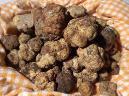 Proposta la Zona geografica di provenienza per il tartufo bianco della lucchesia
