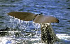 Santuario cetacei, Bramerini al convegno sui risultati del progetto GIONHA