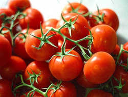 Pomodoro in Toscana, accordo per garantire qualità e lavoro