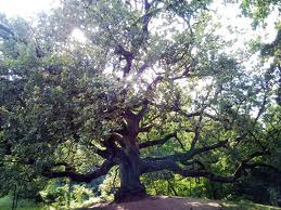 La Quercia di Pinocchio conquista il titolo di 'albero monumentale'