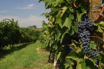 Pienza e Montepulciano nel registro nazionale dei paesaggi rurali storici