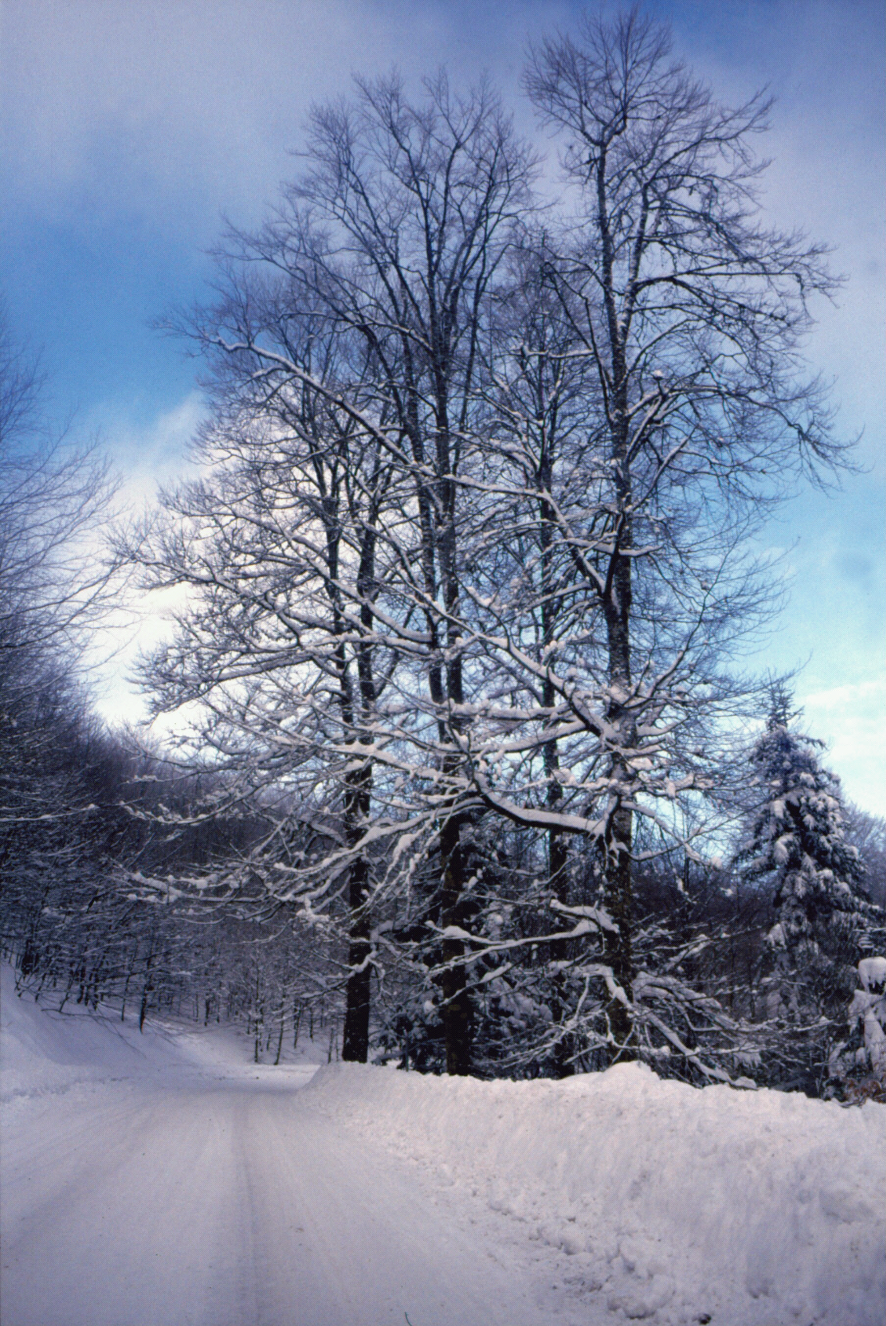 Emergenza neve e gelo: la situazione in tutta la Toscana