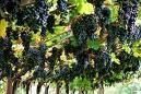 Vigneti, Salvadori: 'Più soldi per ristrutturazione. Prorogata scadenza domande'