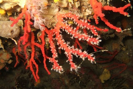Il corallo toscano è salvo. La giunta fissa nuove regole, fino al 2013 raccolta vietata