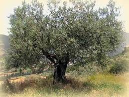 Campionato italiano di potatura dell'olivo: alle 12:00 la presentazione