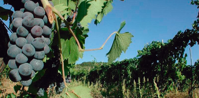 Vino, dal 15 febbraio si può richiedere l’autorizzazione per impiantare nuovi vigneti