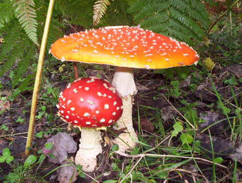 Funghi, meglio rivolgersi sempre ai Centri micologici. Nelle Asl, corsi per i cittadini