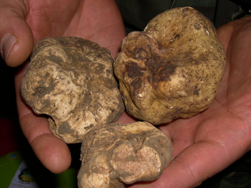 Tartufi, slitta a primavera la sessione per l’esame di abilitazione ...