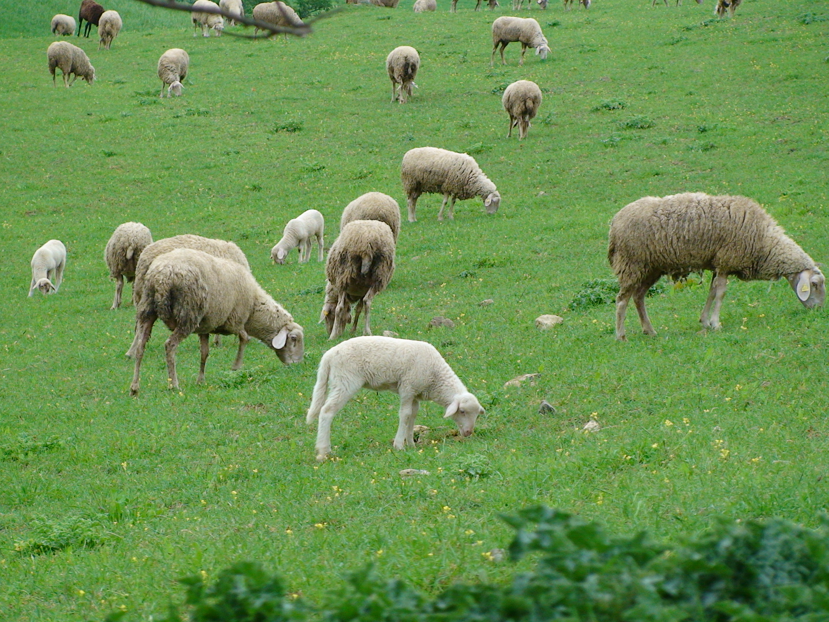 Zootecnica montana e biodiversità: workshop il 1 marzo a Castelnuovo...