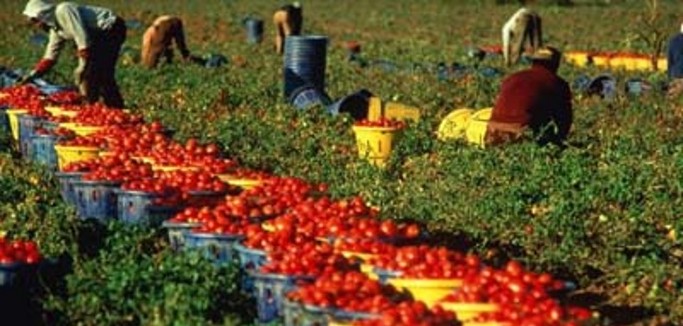 Caporalato, assessore Grieco al tavolo nazionale per contrastare sfruttamento e sommerso in agricoltura