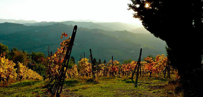 Vitivinicoltura: più soldi per investimenti e ristrutturazione vigneti