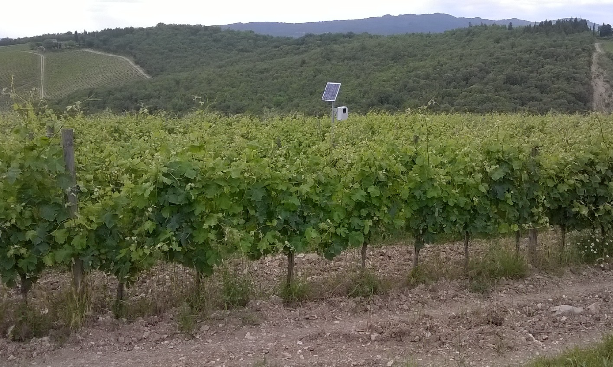 Ultrasuoni per allontanare cinghiali, daini e caprioli. Un progetto finanziato dalla Regione