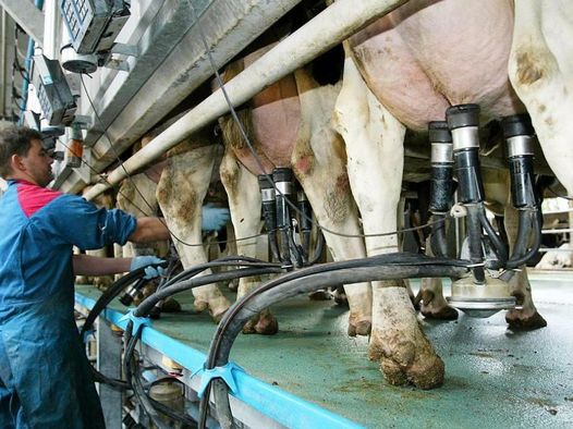 Latte e derivati, un convegno fa il punto