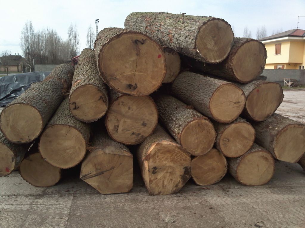 Taglio del bosco, nuove regole per gli operatori del settore