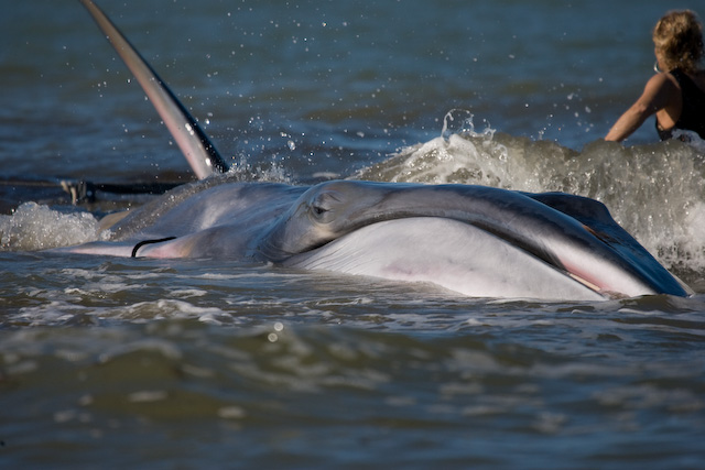 Proteggere un tesoro chiamato mare: l'Osservatorio toscano dei cetacei