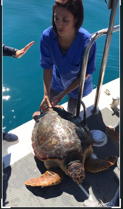 Torna in mare dopo le cure la tartaruga T.Roverella