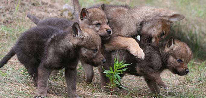 Attacchi predatori in agricoltura, al via piano di azioni per il controllo del randagismo