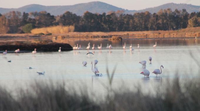 Laguna Orbetello, interventi efficaci e situazione in miglioramento