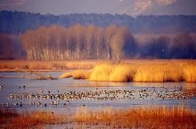 Un regolamento unico per il Sistema Padule di Fucecchio e Lago di Sibolla