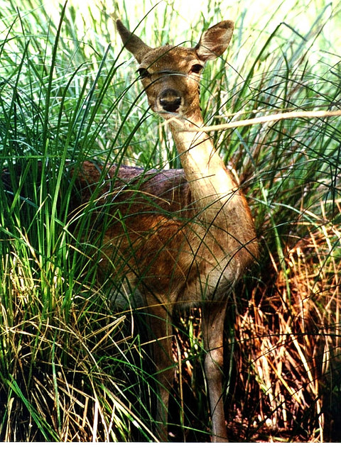 Parco San Rossore, Giani all’insediamento del presidente Bani