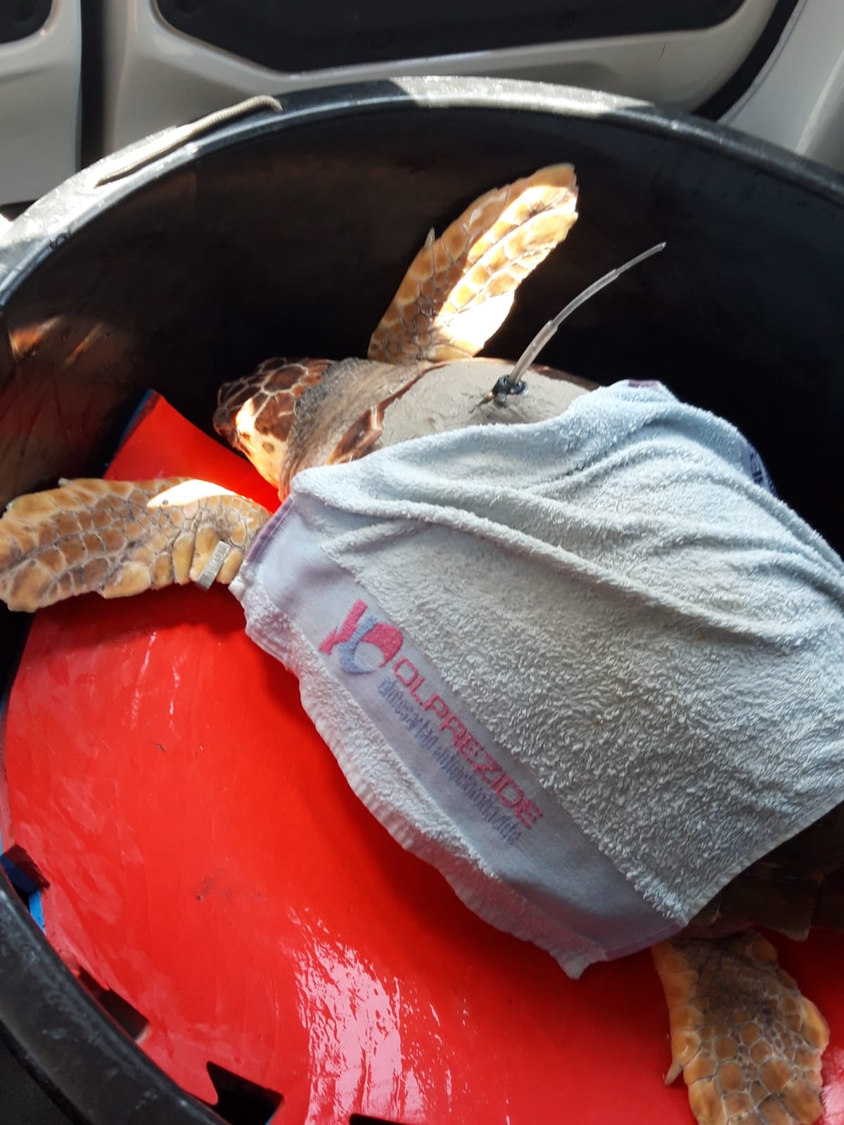 Biodiversità, Eleonora torna in mare: grande festa per la tartaruga recuperata