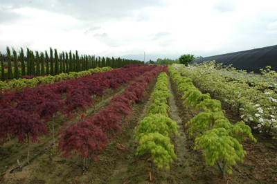 Coronavirus, oltre 800mila euro di sovvenzioni straordinarie per le aziende floricole
