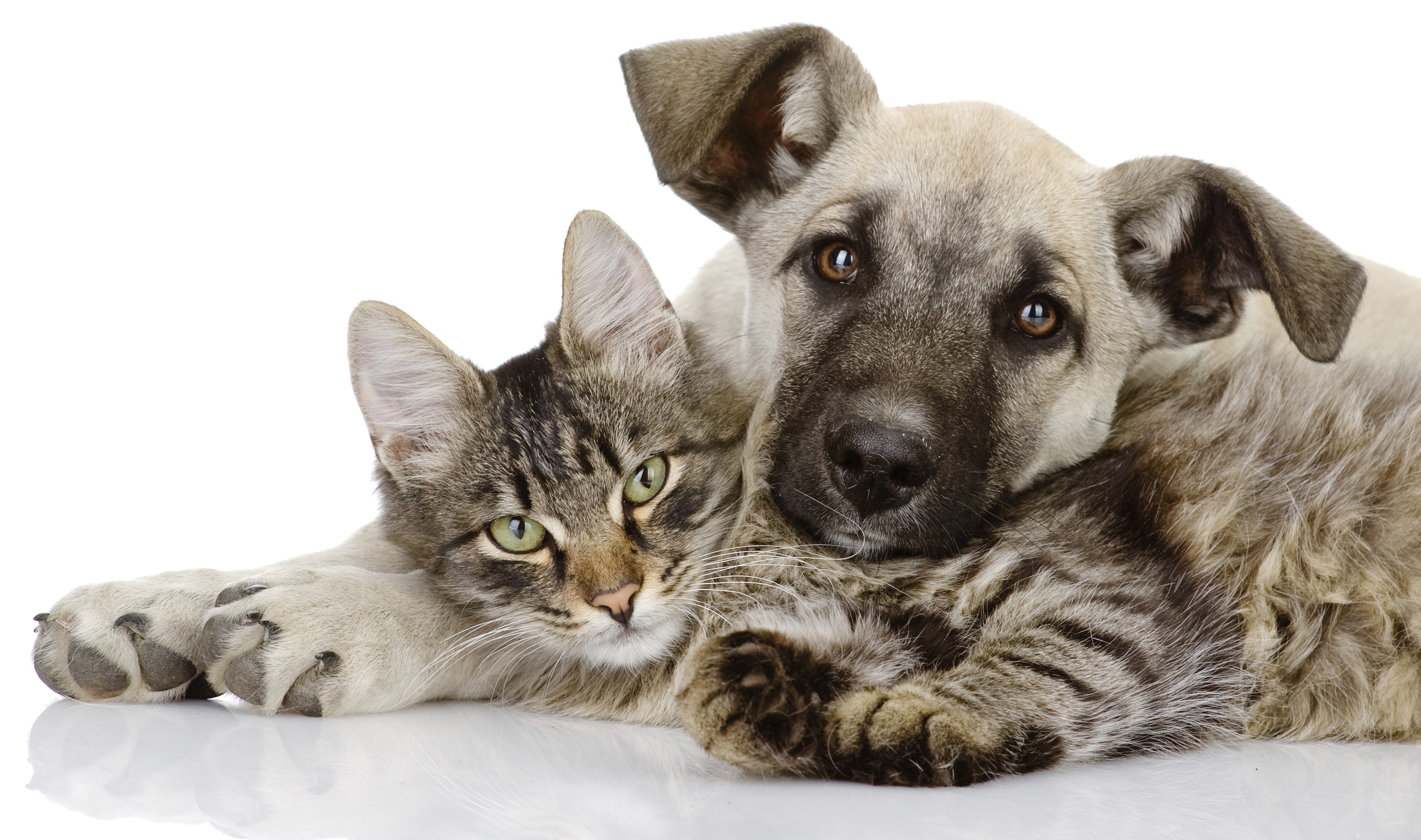 Igiene urbana veterinaria, azioni per animali d’affezione e soccorso della fauna selvatica