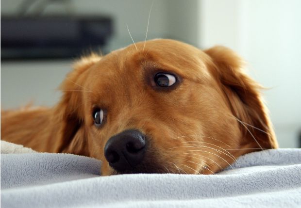 Mai più cani alla catena, la giunta regionale modifica il regolamento che lo permetteva