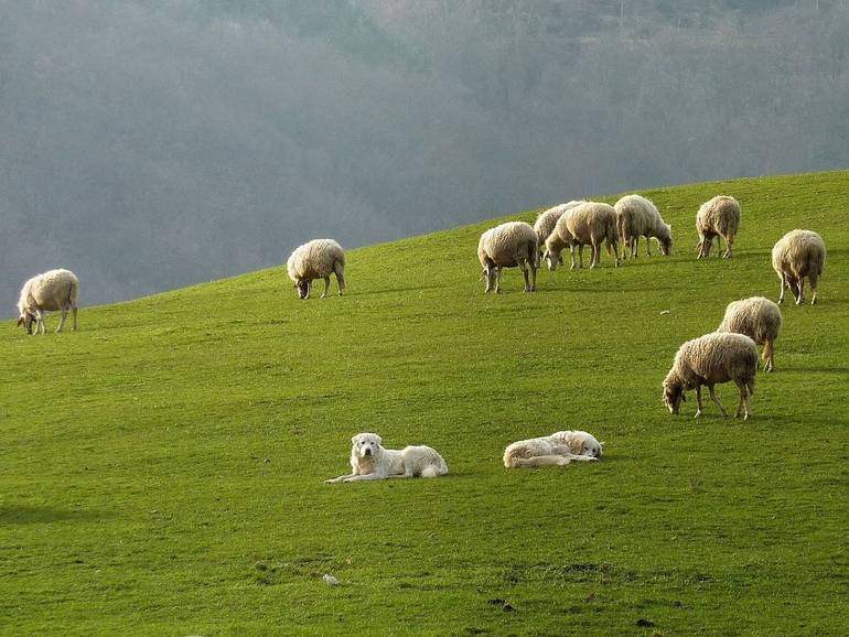 Dedicarsi alla pastorizia, una visione “giovane”: se ne parla il 10 ...