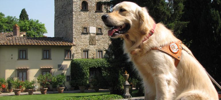 Scuola Cani Guida, sabato 21 l'Open Day a Scandicci