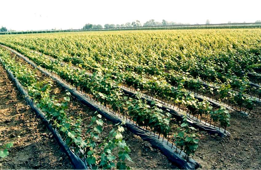 Agroalimentare, 39 progetti finanziati per 18 milioni di investimenti