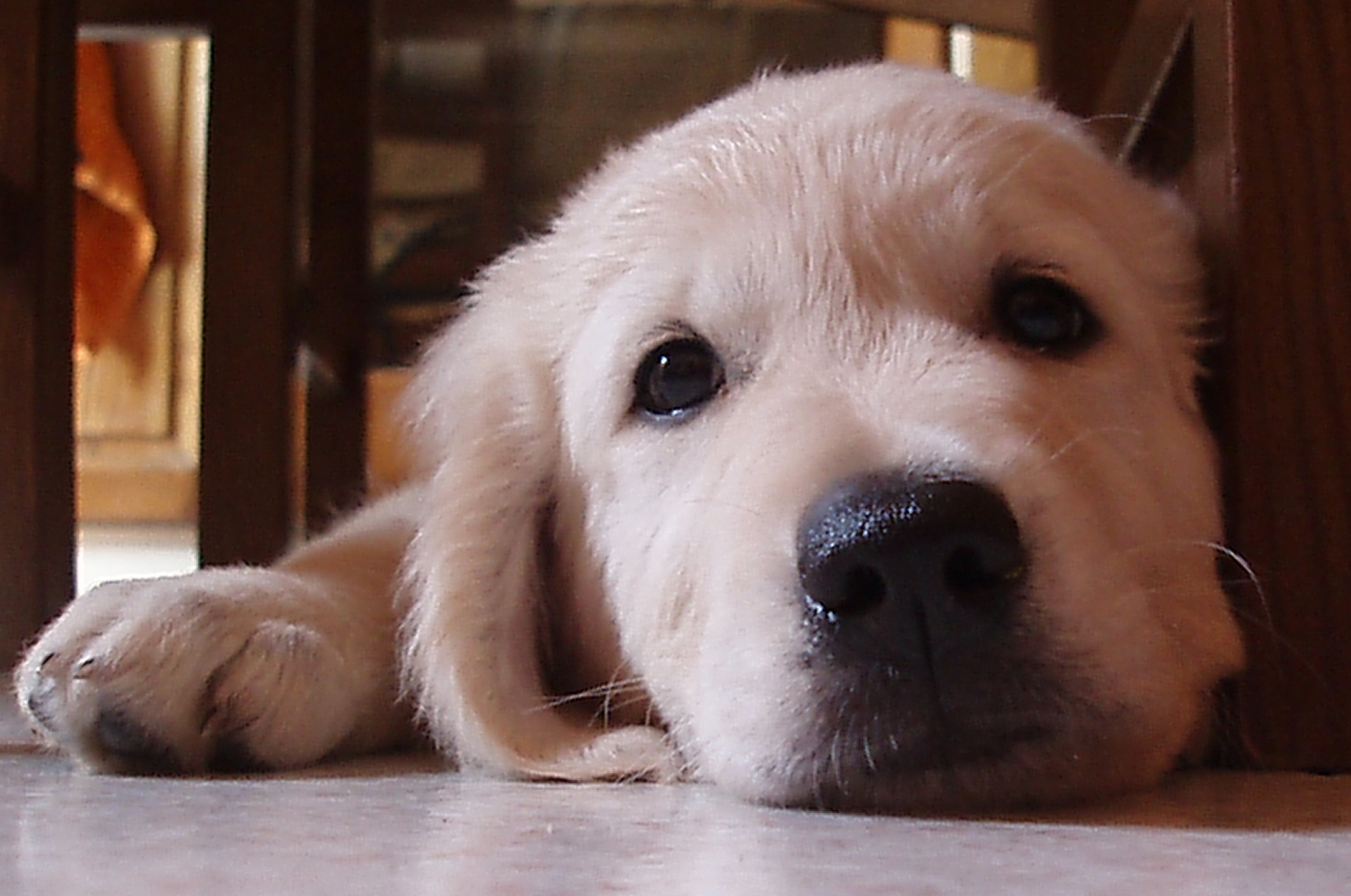 Scuola nazionale cani guida, sabato 22 ottobre Open Day