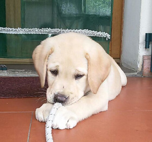 Venerdì 16 ottobre, Giornata nazionale del cane guida a Firenze