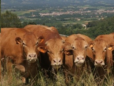 Allevamenti, stanziati altri 272mila euro per i programmi genetici del 2020